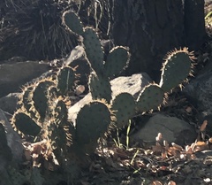 Opuntia oricola