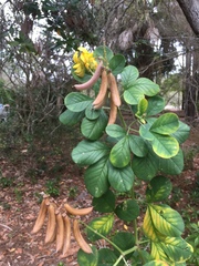 Crotalaria pallida