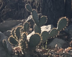 Opuntia oricola