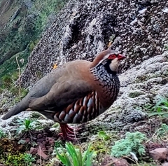 Alectoris rufa hispanica