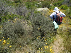 Aspalathus asparagoides asparagoides