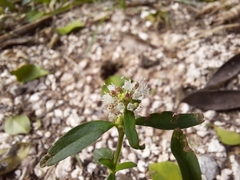 Spermacoce verticillata