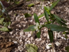Spermacoce verticillata