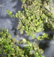 Frullania inflata