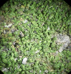 Frullania inflata