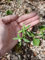 Spermacoce verticillata