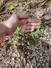 Spermacoce verticillata