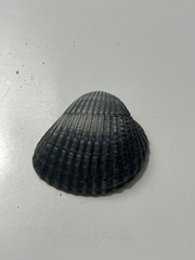 Anadara brasiliana