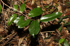 Huberantha nitidissima