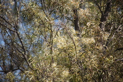 Clematis microphylla