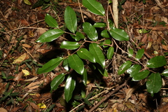 Huberantha nitidissima
