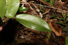 Huberantha nitidissima