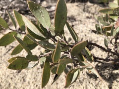 Arctostaphylos