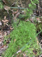 Lindsaea microphylla