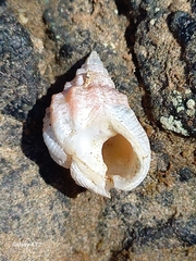 Phrontis nassiformis