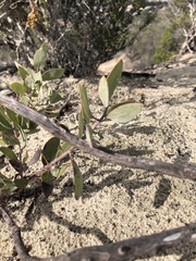 Arctostaphylos