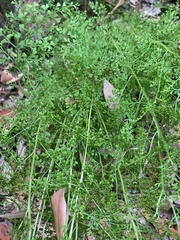 Lindsaea microphylla