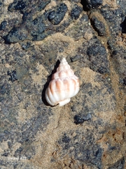 Phrontis nassiformis