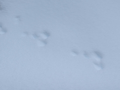 Lepus americanus