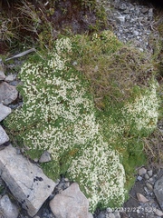 Kelleria croizatii