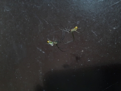 Leucauge argyrobapta