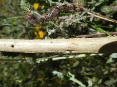 Aspalathus asparagoides asparagoides