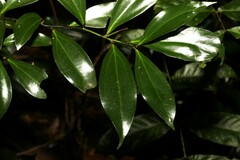 Cryptocarya laevigata