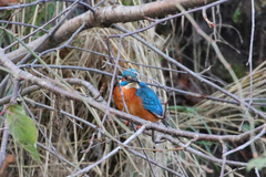 Alcedo atthis ispida