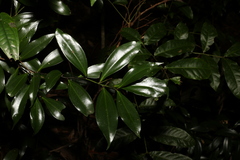 Cryptocarya laevigata