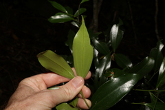 Cryptocarya laevigata