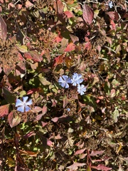 Plumbago auriculata
