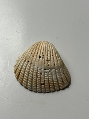 Anadara brasiliana