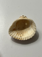 Anadara brasiliana