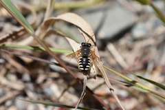 Anthidium gayi