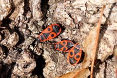 Pyrrhocoris apterus