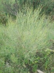 Baccharis notosergila