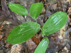 Uvularia perfoliata