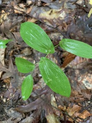Uvularia perfoliata