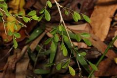Synostemon albiflorus