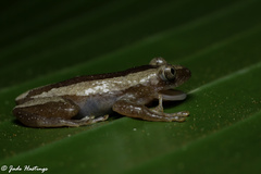 Afrixalus fornasini