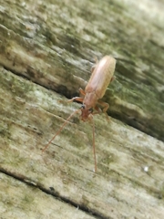 Sparedrus orsinii