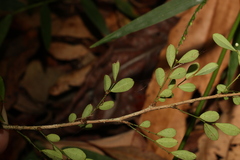 Synostemon albiflorus