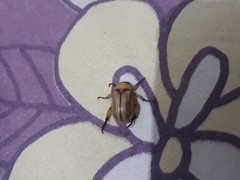 Coleoptera