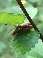 Sparedrus orsinii