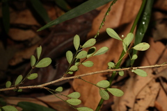 Synostemon albiflorus