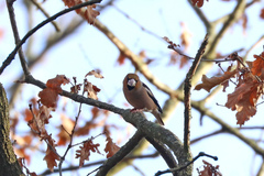 Coccothraustes coccothraustes