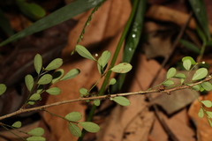 Synostemon albiflorus