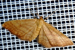 Idaea ochrata