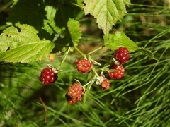 Rubus polonicus