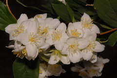Philadelphus lewisii